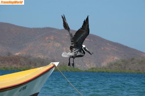 Venezuela: DSC_3162 / 