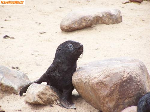 Namibia: Bilder 05 367 / robben kolonie