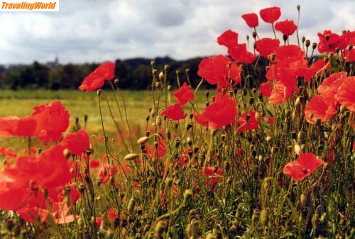 Frankreich: web-Mohnblumen / Blütenpracht am Wegesrand