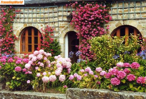 Frankreich: web-Brehat-Blumen / Blumenpracht auf der Ile de Bréhat