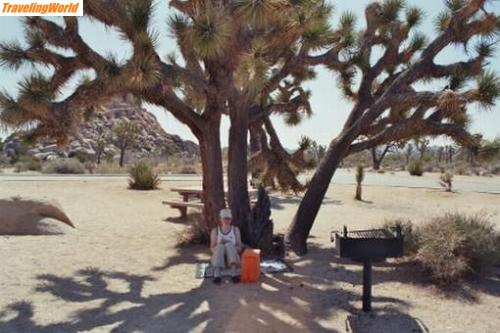 USA: Picknick / 3. Tag: Picknick unter einem Joshua Tree Prachtexemplar