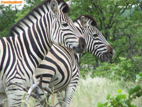 Sdafrika: 100_0317 / Zebras im Krüger Nationalpark