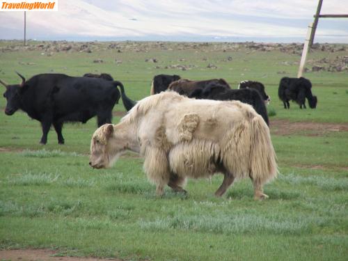 Mongolei: Mongolei Juli 2007 349 / die erste Begegnung mit Yaks