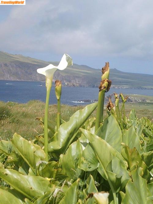 Irland: Irland 1 267 / ohne worte....und alles mit \'ner tschibo-kamera(mein gutes stück ging natürlich vorher kaputt)!