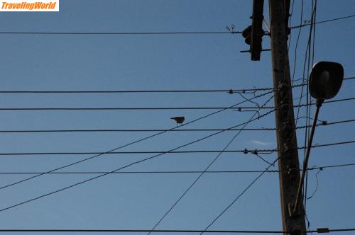 Brasilien: Bird 1 / Caçador, Bird