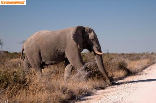 Namibia: 2005-13-7 / In der Etosha-Pfanne