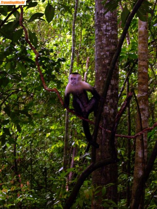 Costa Rica: Manuel Antonio NP (18)a / 