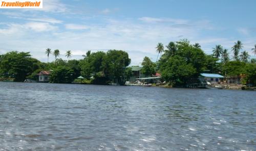 Costa Rica: Tortuguero NP (13)a / 