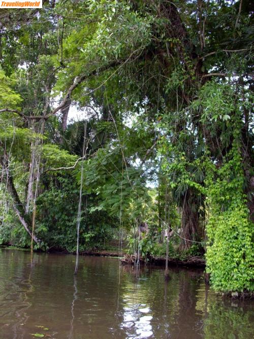 Costa Rica: Tortuguero NP (140)a / 