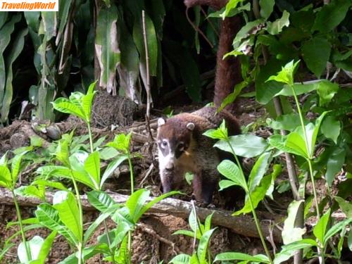 Costa Rica: Playa Blanca_10.5. (4)a / 