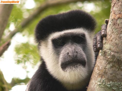 Uganda: 161 / unser Zelt stand unter seinem Baum, das gefiel ihm nicht