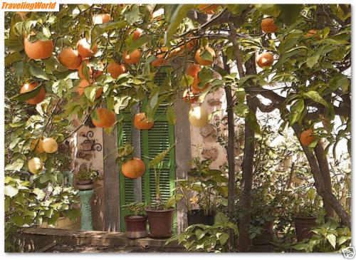 Spanien: mallorca_orangen / 