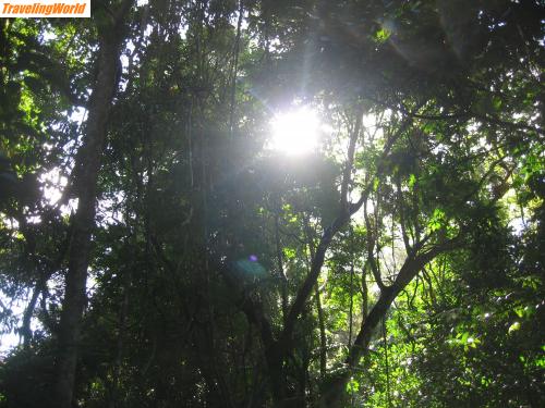 Australien: Cairns 085 / rainforest