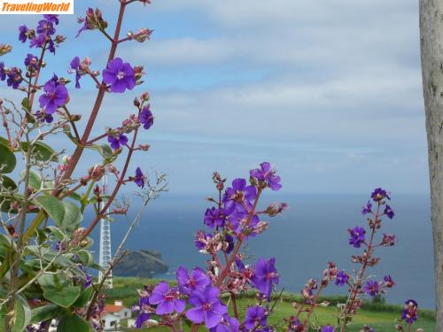 Portugal: Azoren 037-1 / Blick durch die Blume :)