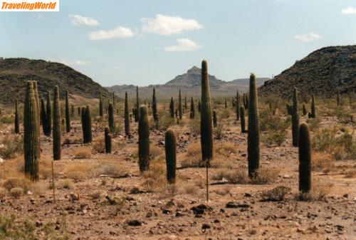 USA: File0195 / Die Wüste von Arizona