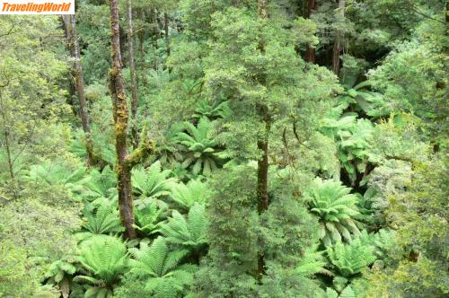 Australien: 0201 Otaway NP - subtropical rainforest / Regenwald in Südaustralien