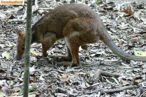 Australien: 1001 Palm Cove - Wallabie / 