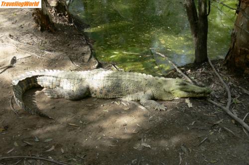 Australien: 1004 Palm Cove - Saltwatercrocodile / 