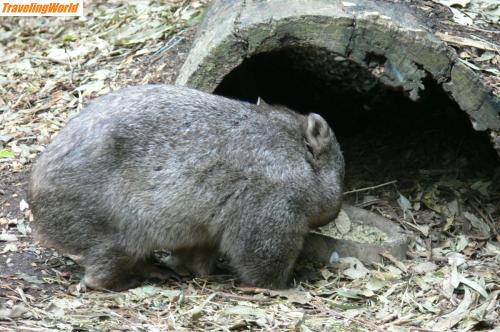 Australien: 1805 Blue Mount. - Wombat / 