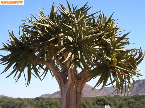 Namibia: RIMG0032 / Köcherbaum