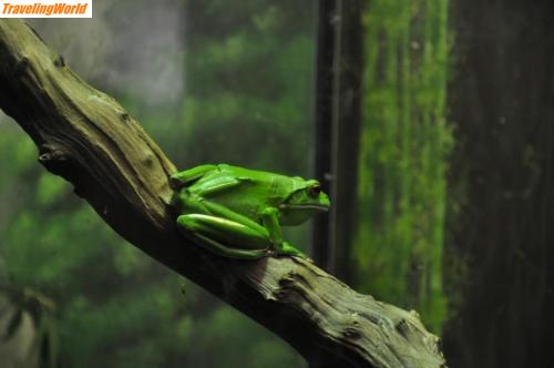 Australien: Zoo_green frog / 