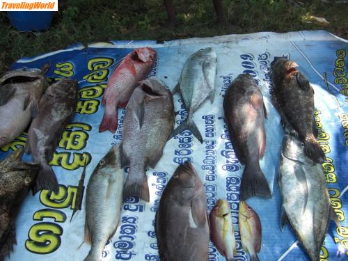 Sri Lanka: CIMG3250 / frischer Fisch