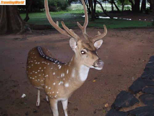 Sri Lanka: DSCF1165 / Auch Hirsche gibt es im Jala Nationalpark
Dazu Rehe und Hasen ohne Ende, Wildschweine und natürlich Elefanten sowie Leoparden bekommt man bei viel Glück zu sehen.
Unzählige Vogel- und Papageienarten zwitschern wild durcheinander.
Fehlen dürfen auch ncht Krokodile, Varaneund Echsen sowie Schlangen aller Art.