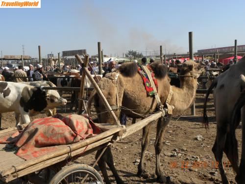 China: 2220-Kashgar - Viehmarkt / Kashgar, Viehmarkt