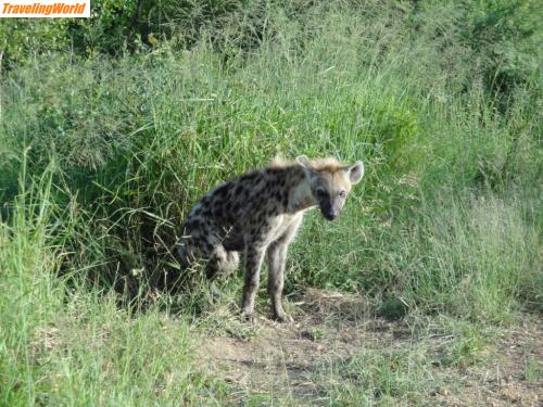 Sdafrika: Wild Dog / 