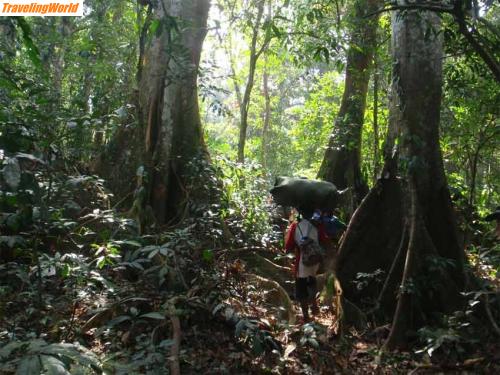 Sierra Leone: SL-Anstieg-Regenwald / Anstieg durch den Regenwald 