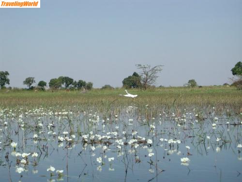 Botsuana: Botswana Okavangu Delta / 